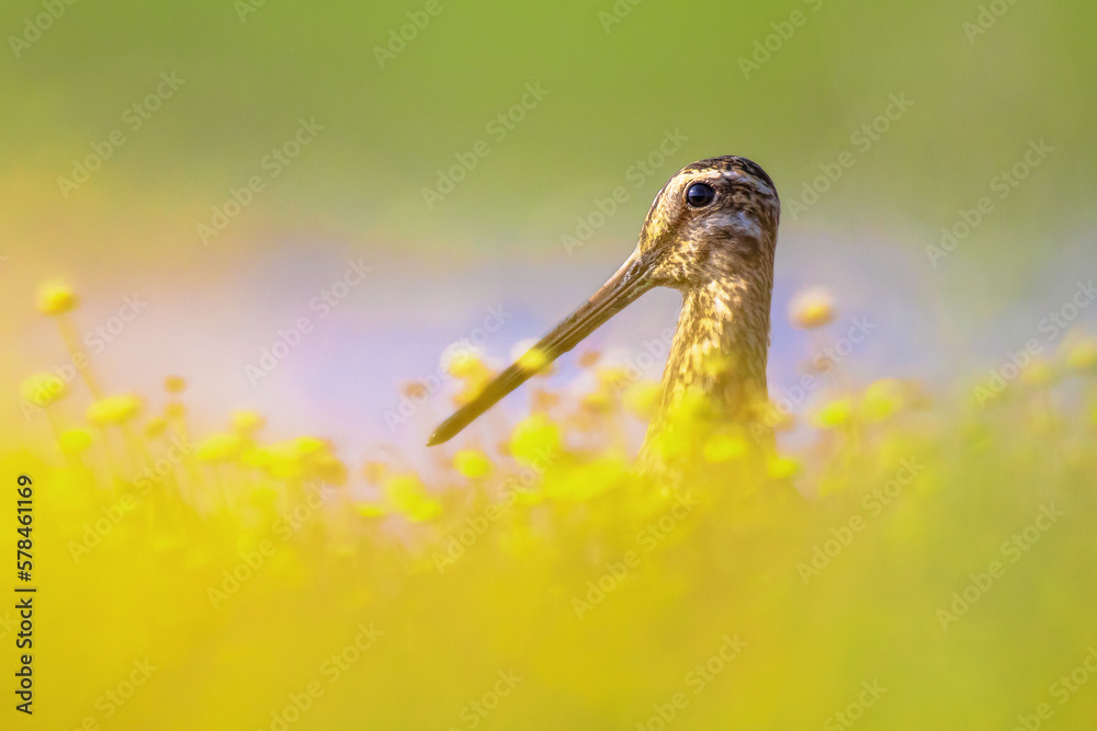 Common snipe wader bird in habitat background Common snipe wader bird in habitat background