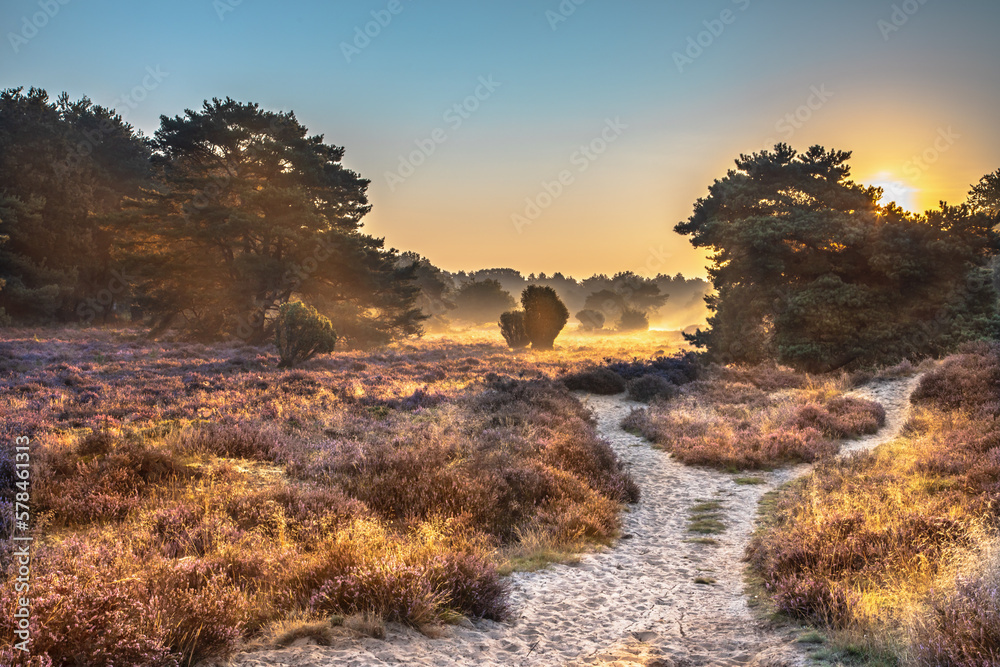 Fototapeta premium Sunrise over flowering heathland Dwingelderveld Netherlands