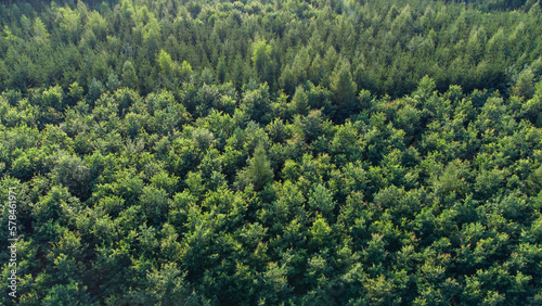 Forêt dense de résineux et de conifères mélangés ensemble © Nicolaspetitfrère