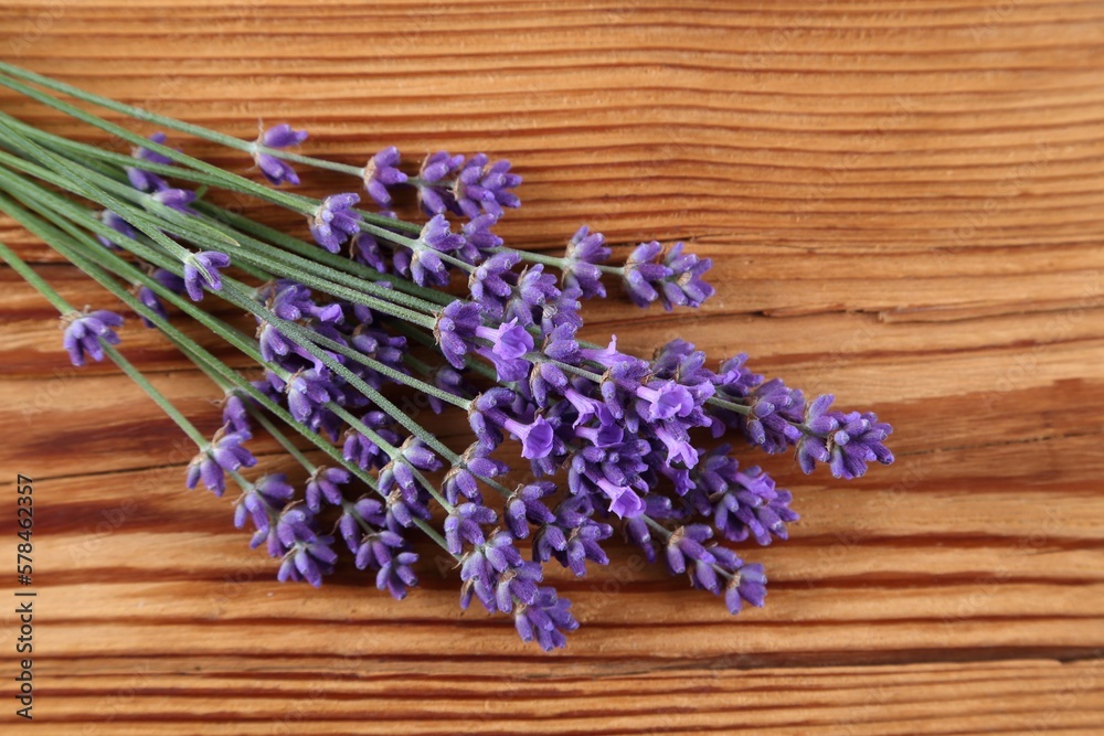 Fototapeta premium Lavender.
