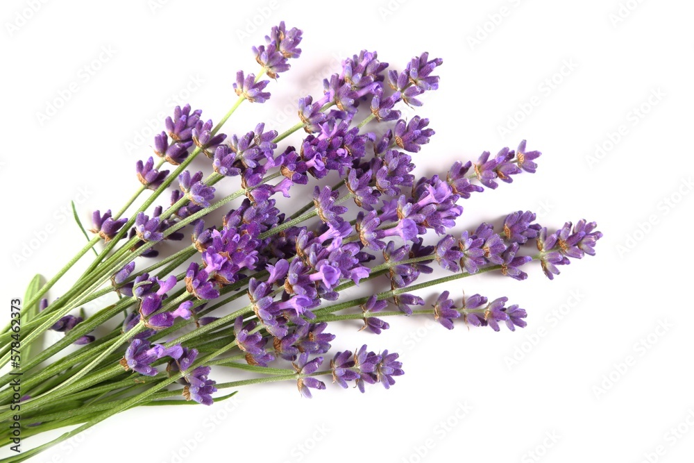 Blooming lavender. Blooming lavender.