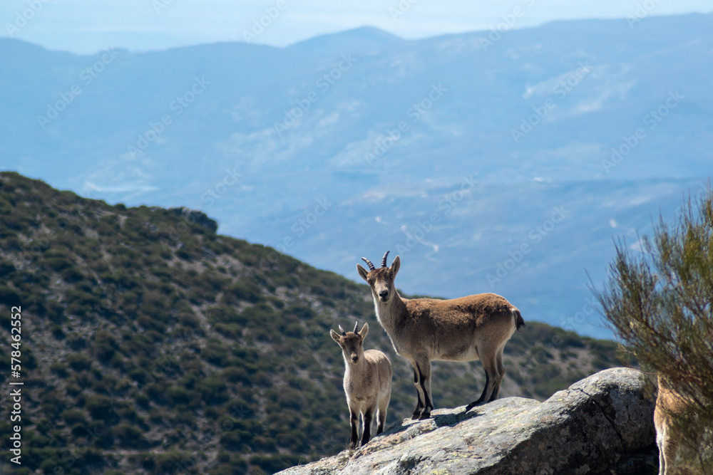 Obraz premium Spanish ibex (Capra pyrenaica) female with her cub at rock looking at the camera 
