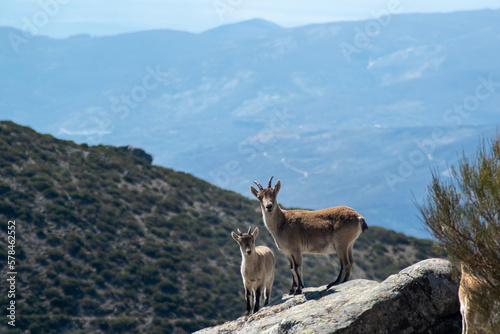 Spanish ibex (Capra pyrenaica) female with her cub at rock looking at the camera 