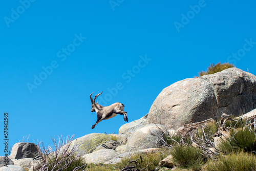 A Spanish ibex (Capra pyrenaica) male running and jumping in the rocky mountain