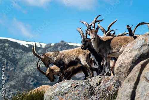 Herd of Spanish ibex (Capra pyrenaica) with snowy mountains in the background