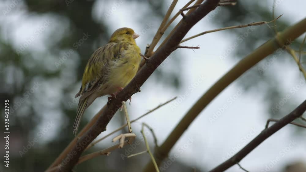 Canary bird staring at camera, Serinus canaria forma domestica, the domestic canary Canary bird staring at camera, Serinus canaria forma domestica, the domestic canary