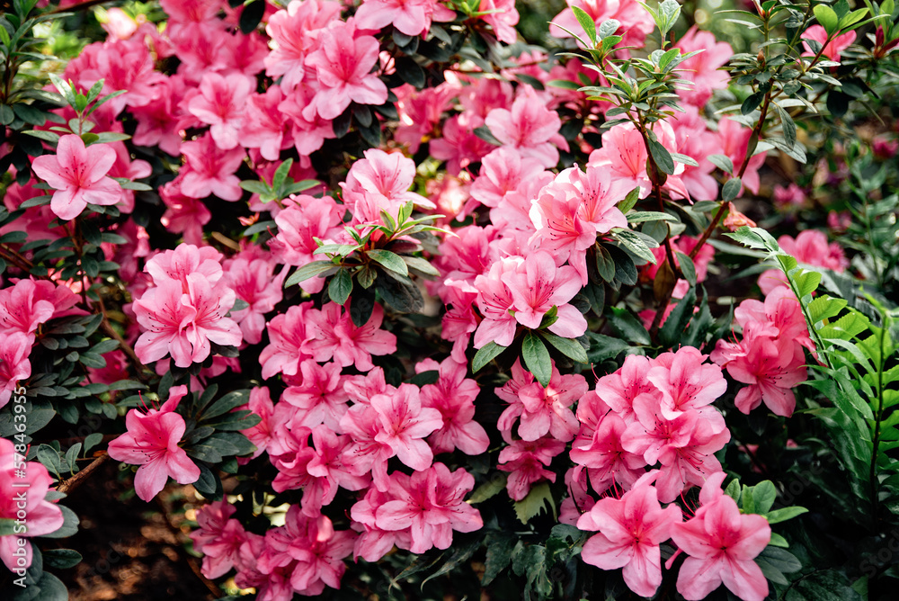 Blooming pink azalea flowers close up nature spring background. floral background lush fresh azalea flowers. Beautiful Rhododendron. springtime in botanical garden. Bush in bloom. Place for text. Blooming pink azalea flowers close up nature spring background. floral background lush fresh azalea flowers. Beautiful Rhododendron. springtime in botanical garden. Bush in bloom. Place for text.
