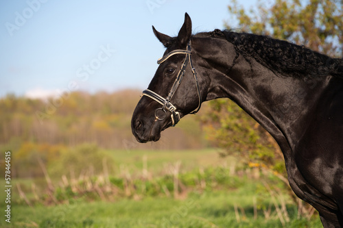 portrait of beautiful black horse  posing in meadow at evening. spring time. © anakondasp