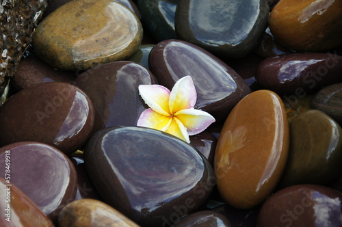 beautiful frangipani flower on wet spa stones