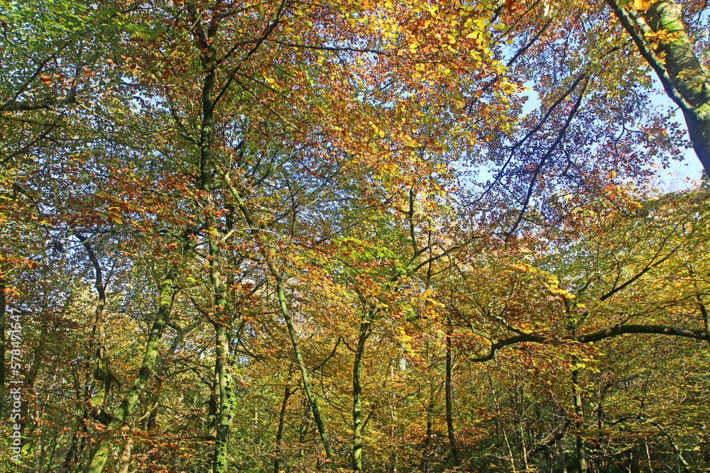 Decoy Country Park, Devon in Autumn	