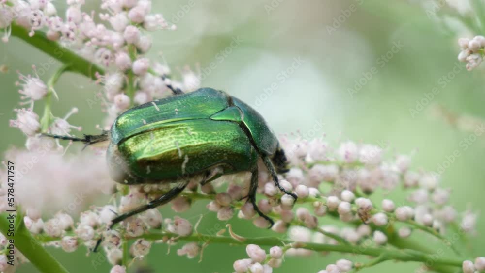 Bronzovka golden or June beetle crawls along the flower and collects nectar. Beetle on a white inflorescence in spring. White inflorescences sway in the wind in spring. Bronzovka golden or June beetle crawls along the flower and collects nectar. Beetle on a white inflorescence in spring. White inflorescences sway in the wind in spring.