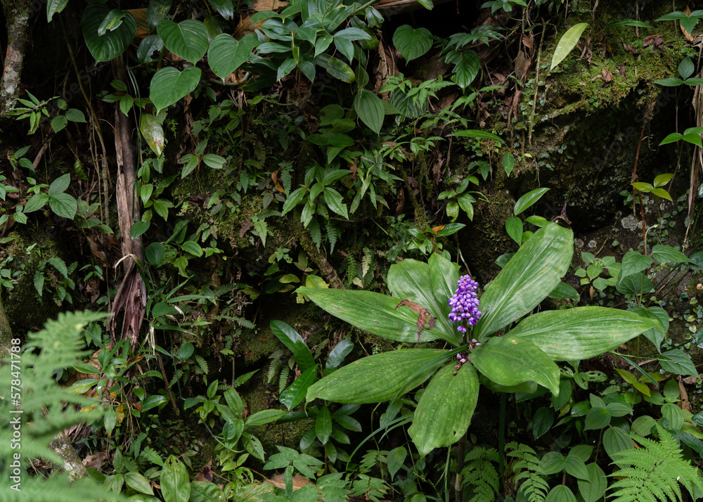 Purple flowers in the green rainforest Purple flowers in the green rainforest