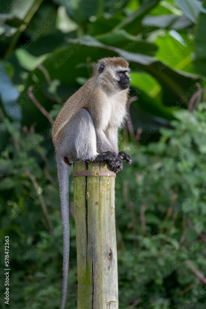 Green Monkey - Chlorocebus aethiops resting on tree stump in kenya national park.