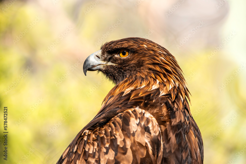 portrait of a eagle portrait of a eagle
