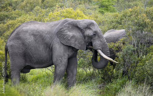 Photography Wild African elephant with large fangs feeds in the bushy savannah