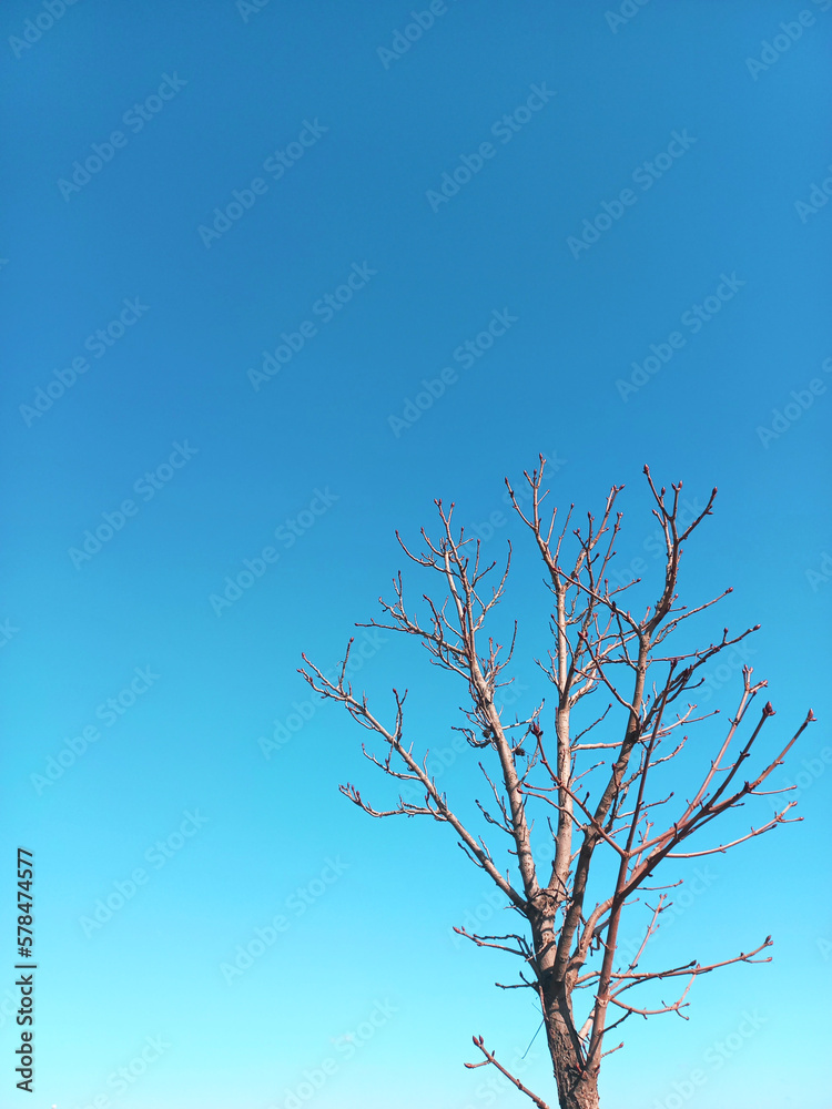 Obraz premium Winter Tree