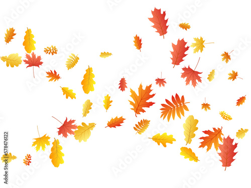 Oak, maple, wild ash rowan leaves vector, autumn foliage on white background. © SunwArt