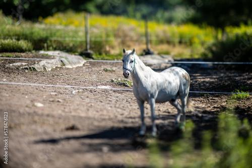 White horse on a farm at summer.