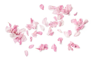 group of delicate pink cherry flower petals, isolated over a transparent background, romantic spring, summer, or wedding design element