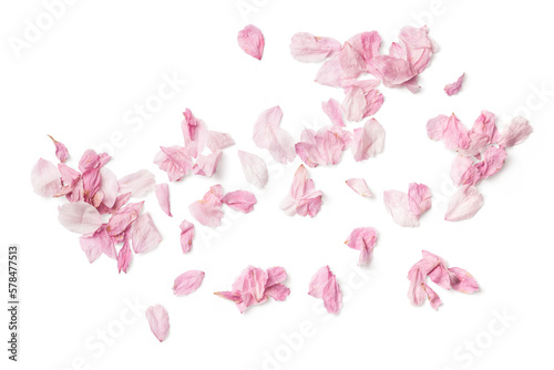 Fototapeta group of delicate pink cherry flower petals, isolated over a transparent backgro