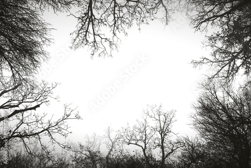 Obraz na płótnie Frame made from bare trees of a foggy forest with transparent background with empty area for text and can be put on any image. (png image) w salonie