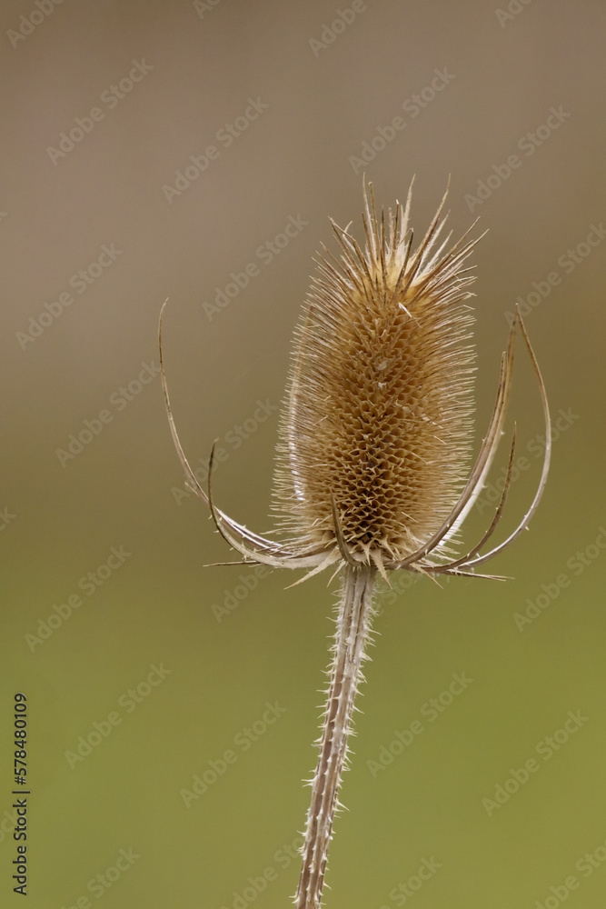 Beautiful close up of golden thistle details in vertical format with copy space Beautiful close up of golden thistle details in vertical format with copy space