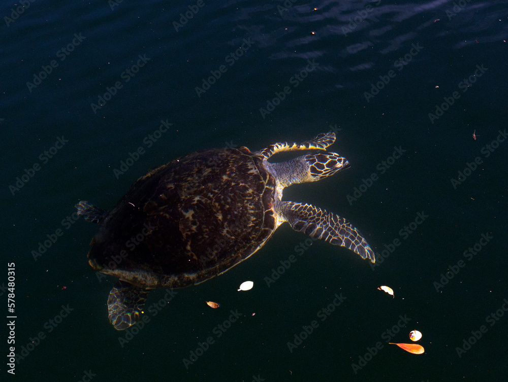 View of hawksbill sea turtle View of hawksbill sea turtle