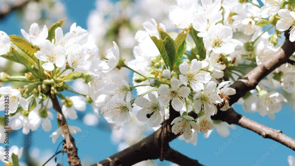 Blooming. Springtime. White flower. Spring mood, awakening of nature. Beautiful Spring Flowers. Cherry blossoms. New life. Blooming. Springtime. White flower. Spring mood, awakening of nature. Beautiful Spring Flowers. Cherry blossoms. New life.