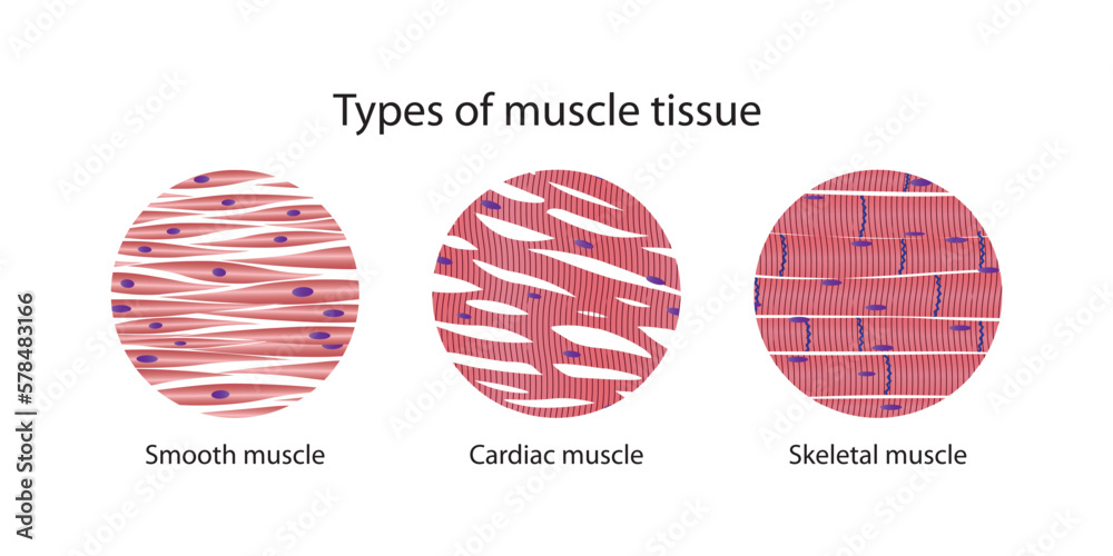 Types of muscle tissue - obrazy, fototapety, plakaty 