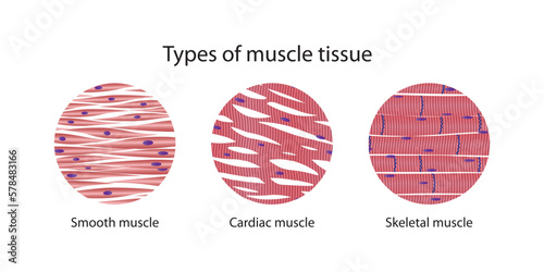 Types of muscle tissue photo