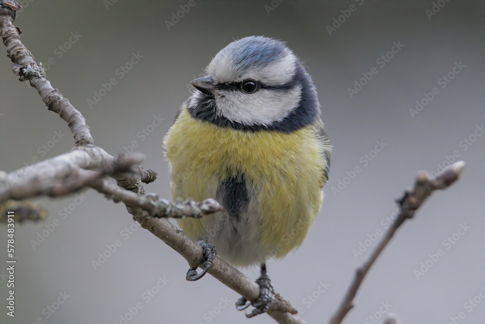 Fototapeta premium Close up of blue tit bird on branch 