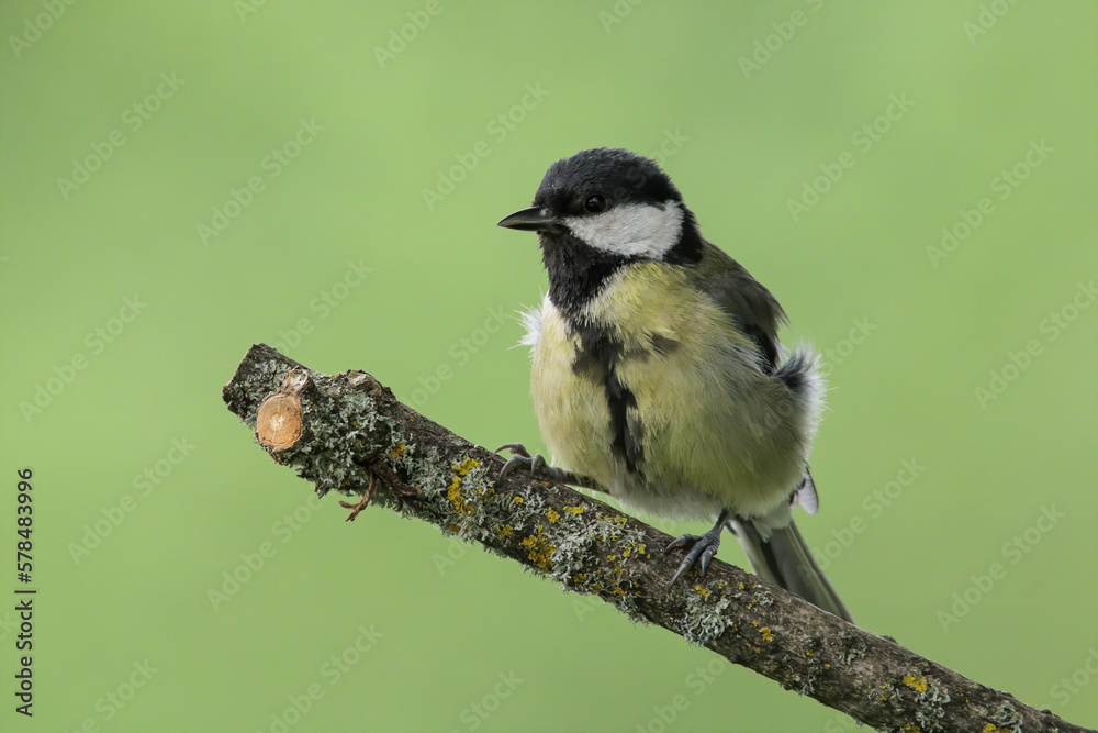 Obraz premium Close up of great tit bird perched on a branch