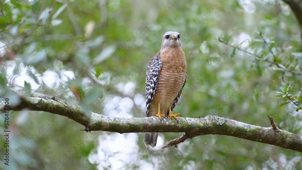 The red-shouldered hawk bird perching on tree branch looking for prey to hunt in dense woods The red-shouldered hawk bird perching on tree branch looking for prey to hunt in dense woods