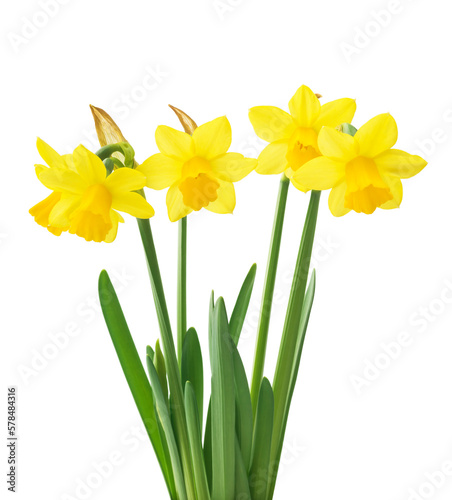 Spring floral border, beautiful fresh daffodils flowers, isolated on white background. Selective focus
