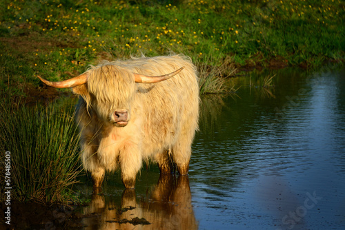 A Highland Cow (taken near Stirling, Scotland) photo