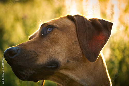 With a beautiful rhodesian ridgeback a nice time at sunset in jena photo
