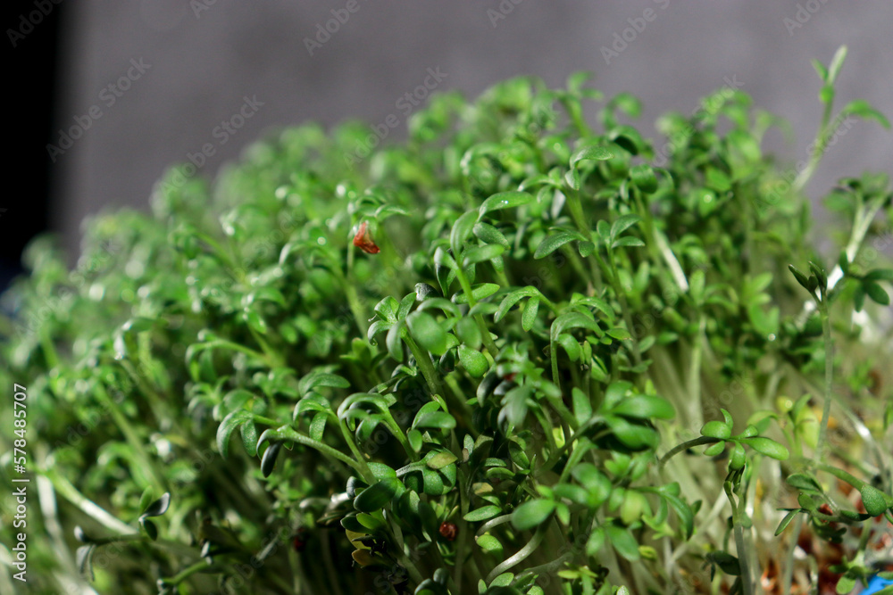close up of green fresh cress sprouts, black background close up of green fresh cress sprouts, black background
