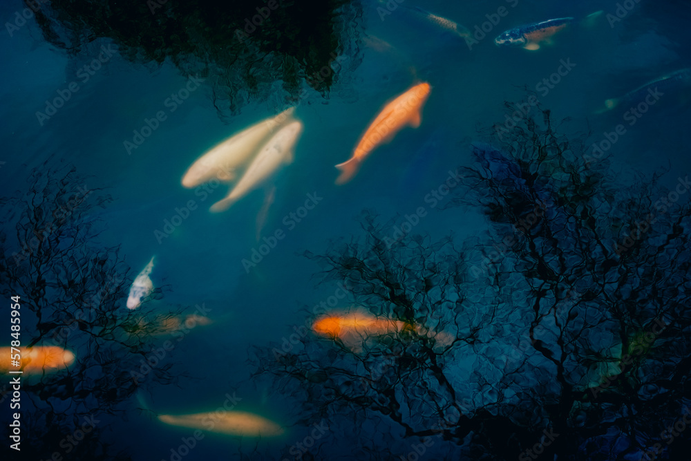 Fototapeta premium Golden carps and koi fishes in the pond.
