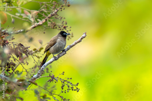 Cute bird White spectacled Bulbul. Nature backgound. Pycnonotus xanthopygos.