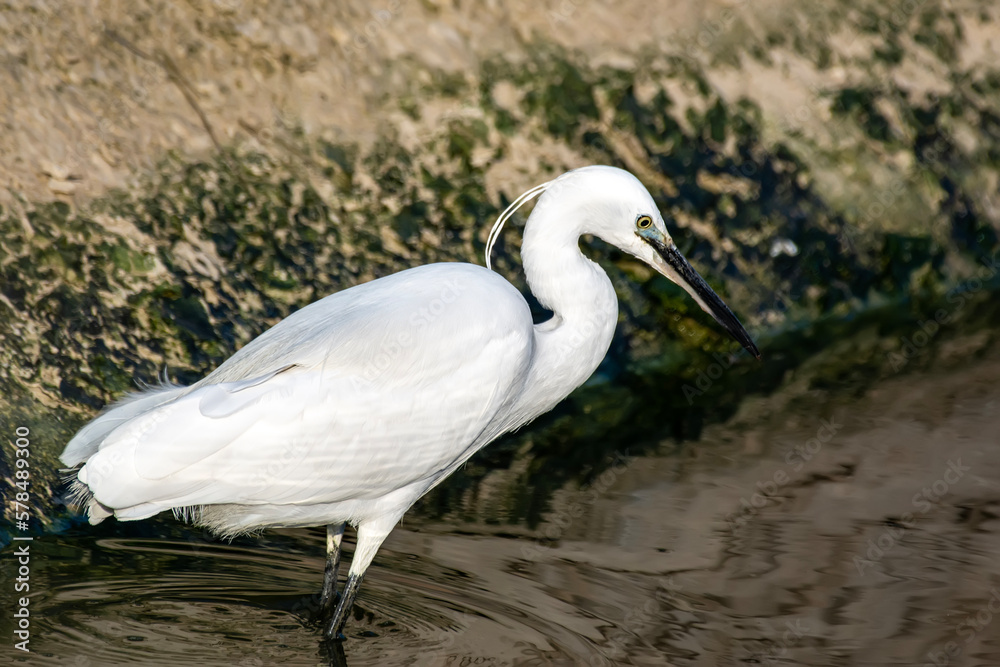 Heron Little Egret. Nature background. Bird: Little Egret. Egretta garzetta. Heron Little Egret. Nature background. Bird: Little Egret. Egretta garzetta.