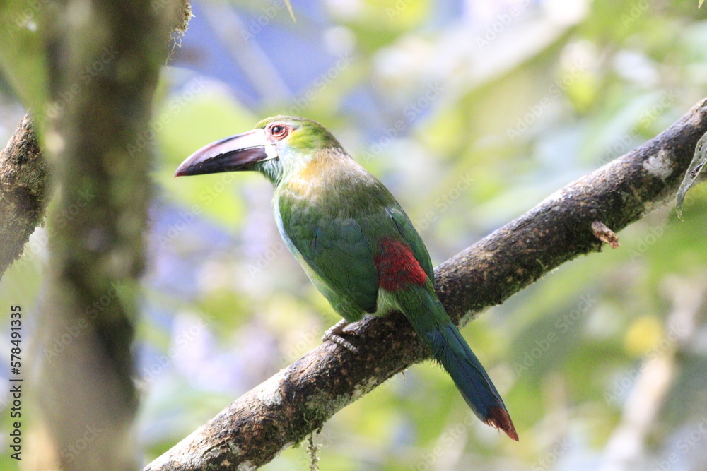 Fototapeta premium Aulacorbynchus Haematopygus Crimson Rumped Toucannet
