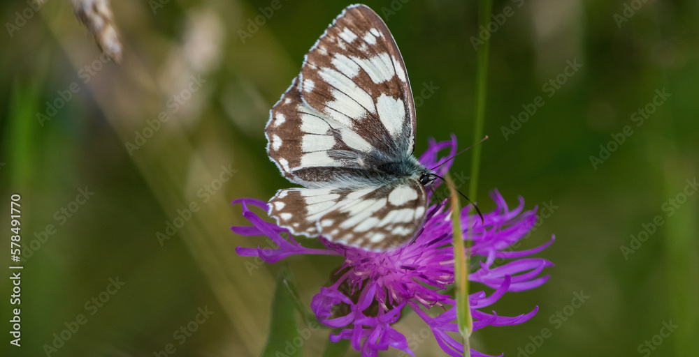Fototapeta premium A checkerboard butterfly closeup at summer on a flower in summer