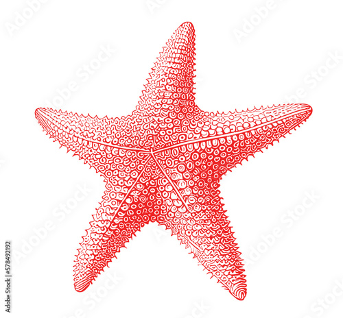 Colored Starfish hand drawn sketch vector illustration Sea