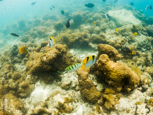 corals and tropical fish underwater sea life