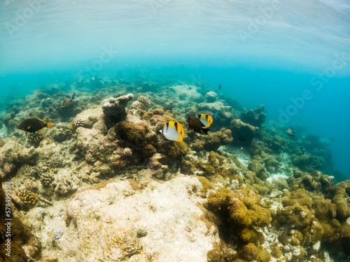 corals and tropical fish underwater sea life