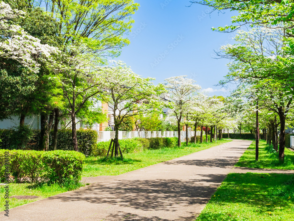 Fototapeta premium 郊外の住宅地 ハナミズキが咲く生活道路