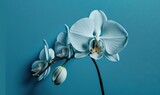 a white flower is on a blue background with a white stem and white flowers are in the foreground, and a blue background is in the background.  generative ai