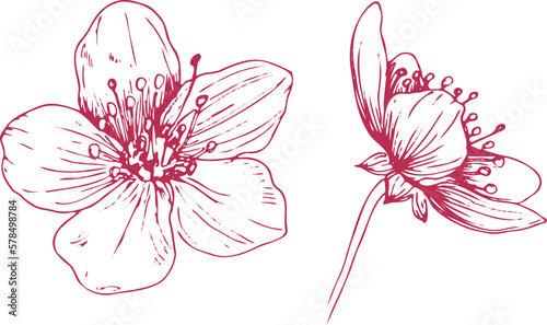 Sakura flowers blossom set, hand drawn line ink style. Cure doodle cherry plant, vector illustration, isolated without background. Realistic floral bloom for spring japanese or chinese holiday.