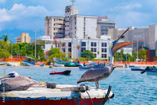 pelicans in the harbor