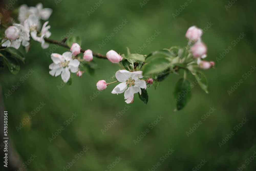 Spring banner, branches of blossoming cherry against background of blue sky on nature outdoors. Dreamy romantic image spring, landscape panorama, copy space. Spring banner, branches of blossoming cherry against background of blue sky on nature outdoors. Dreamy romantic image spring, landscape panorama, copy space.